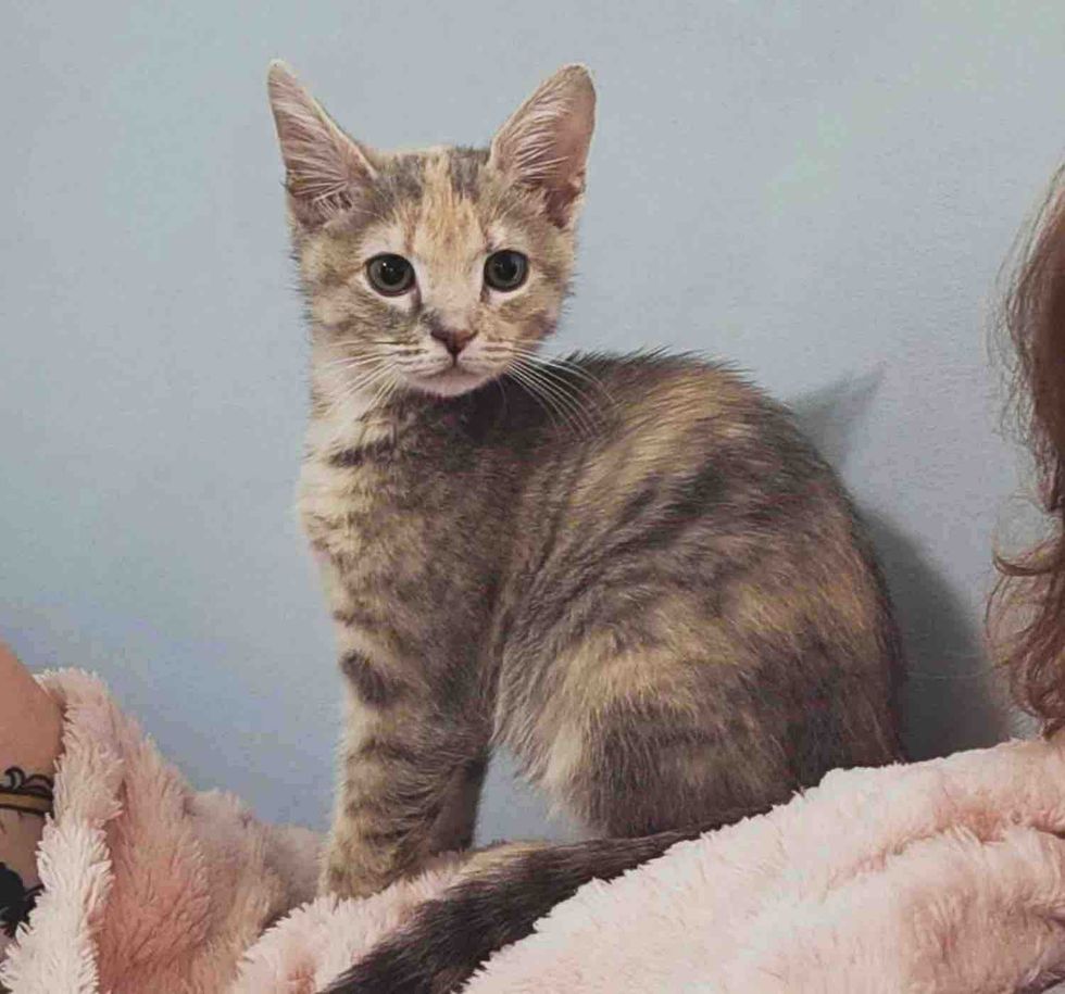 They Decide to Foster a Shelter Kitten, But the Young Cat Has Plans of Her Own When She Finds Her Person