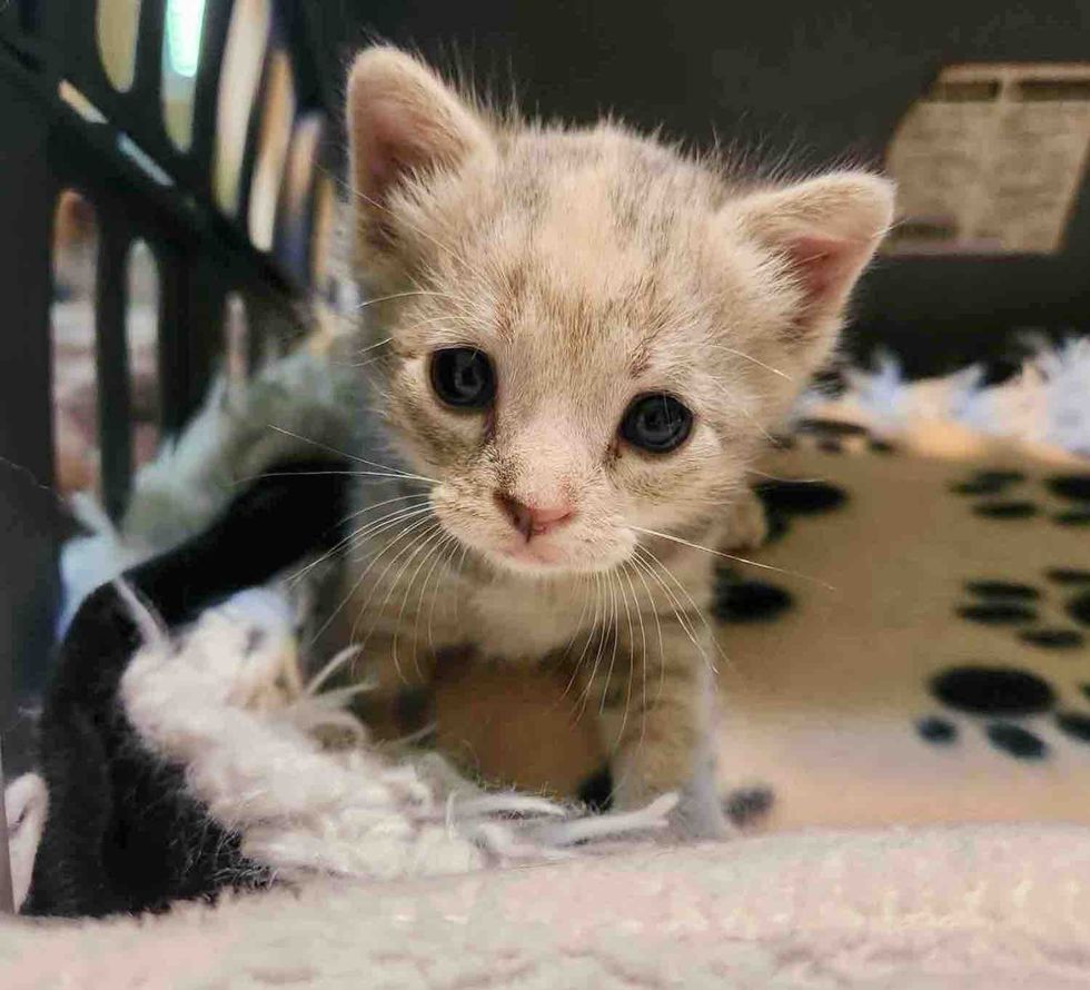 dilute calico kitten