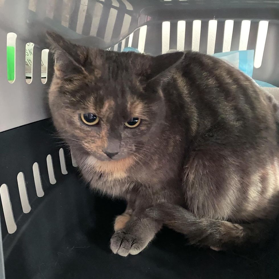 dilute tortie carrier