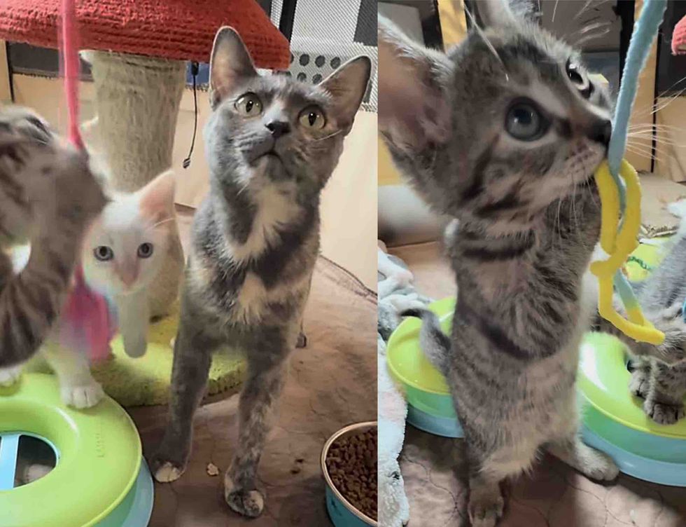 dilute tortie cat kittens