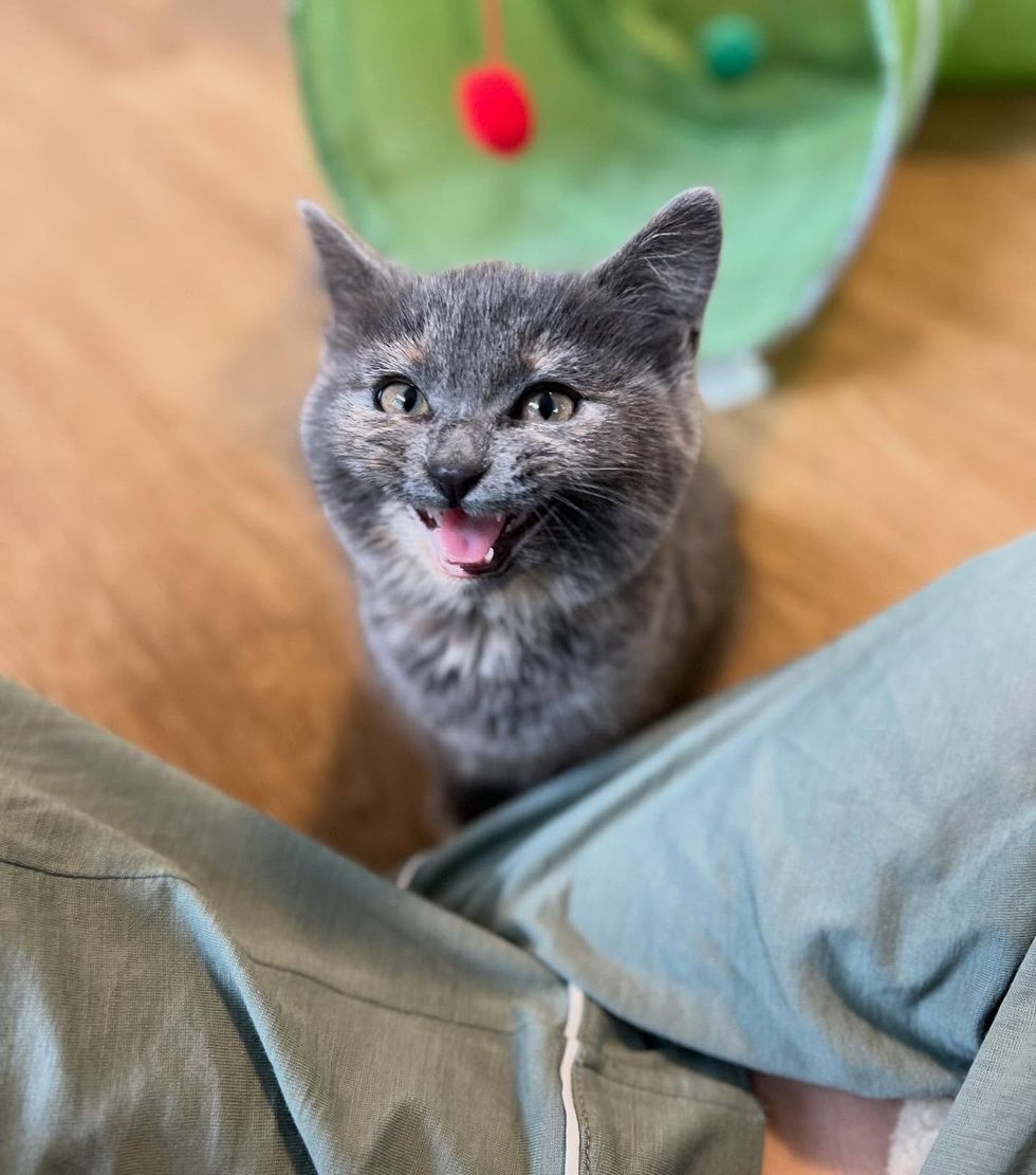 dilute tortie kitten talkative