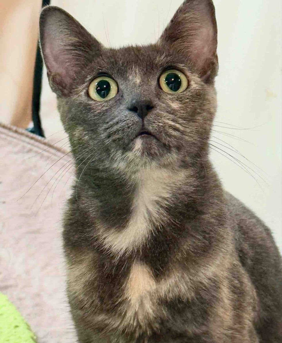 diluted tortie cat