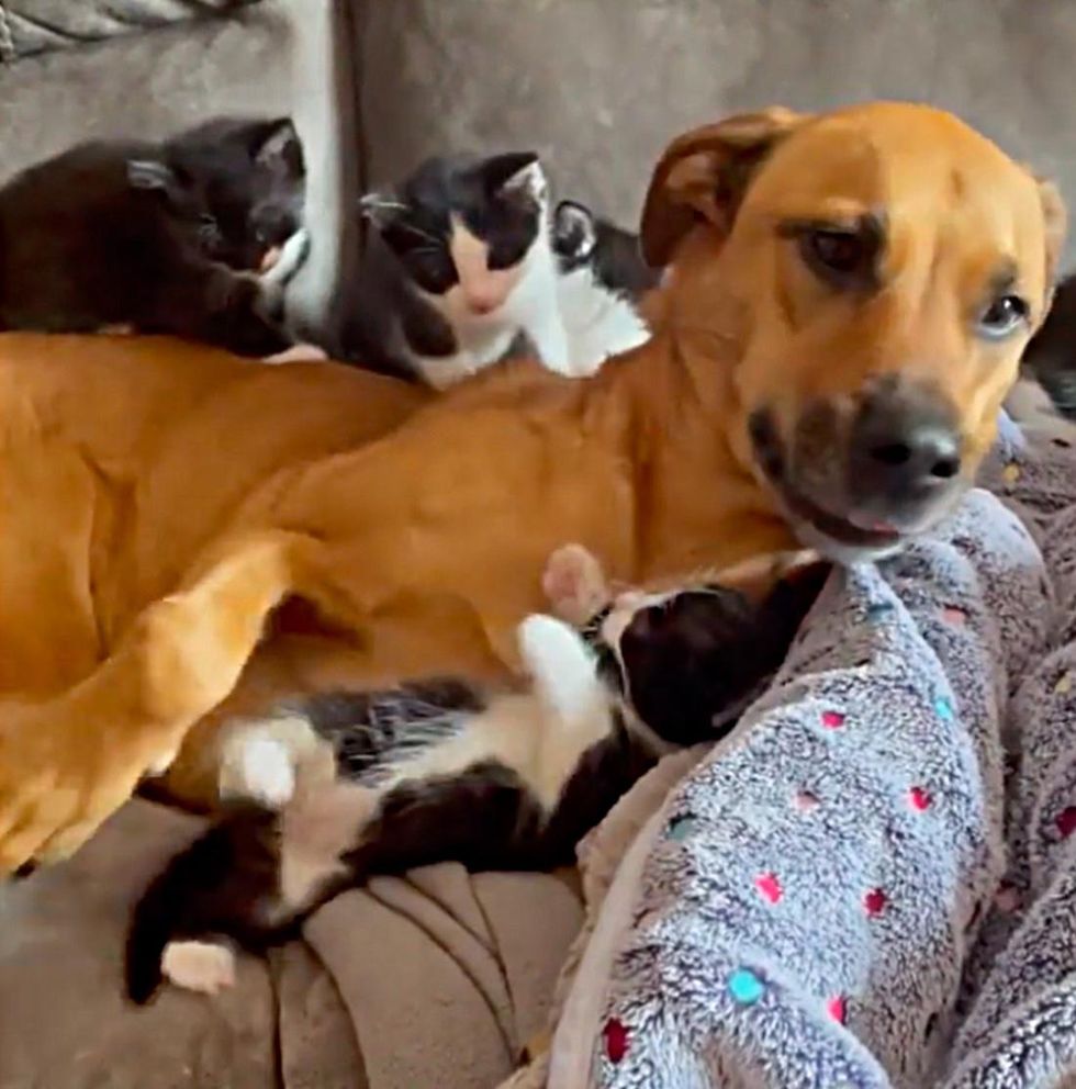dog and kittens