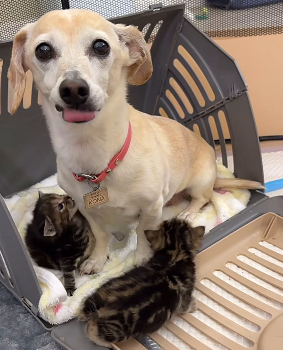 dog caring kittens