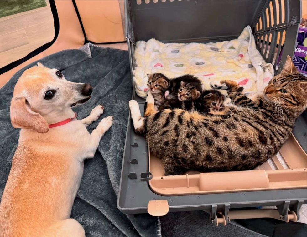 dog cat kittens friends