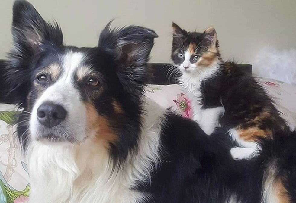 dog, cute cat, kitten