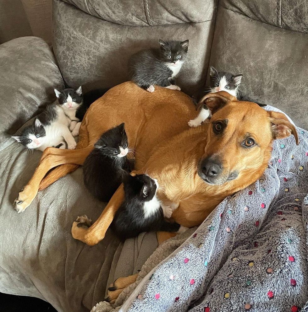dog foster kittens