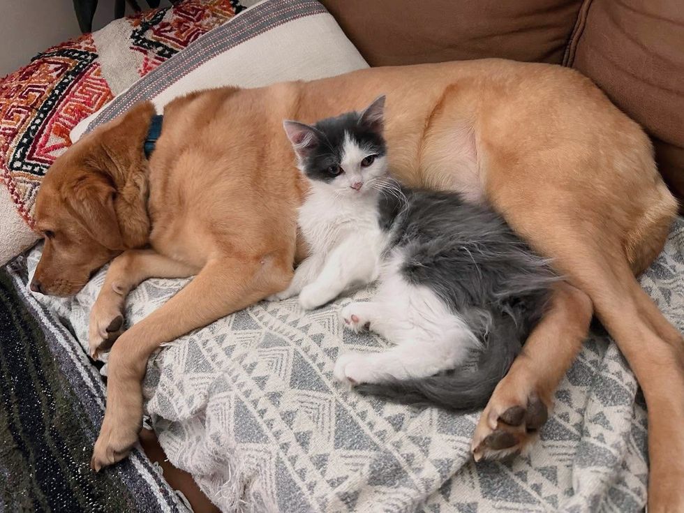 dog kitten best friends