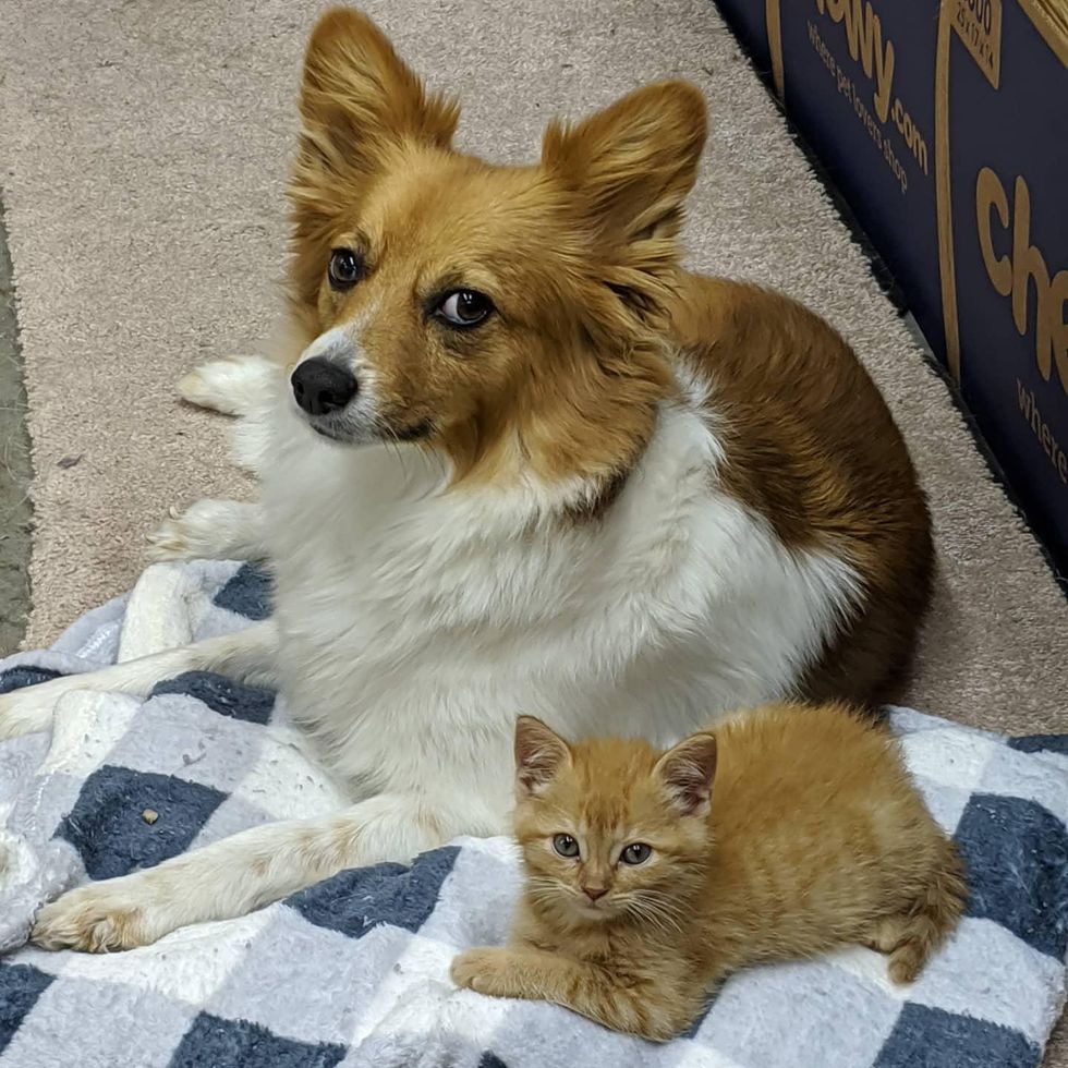 dog kitten friends