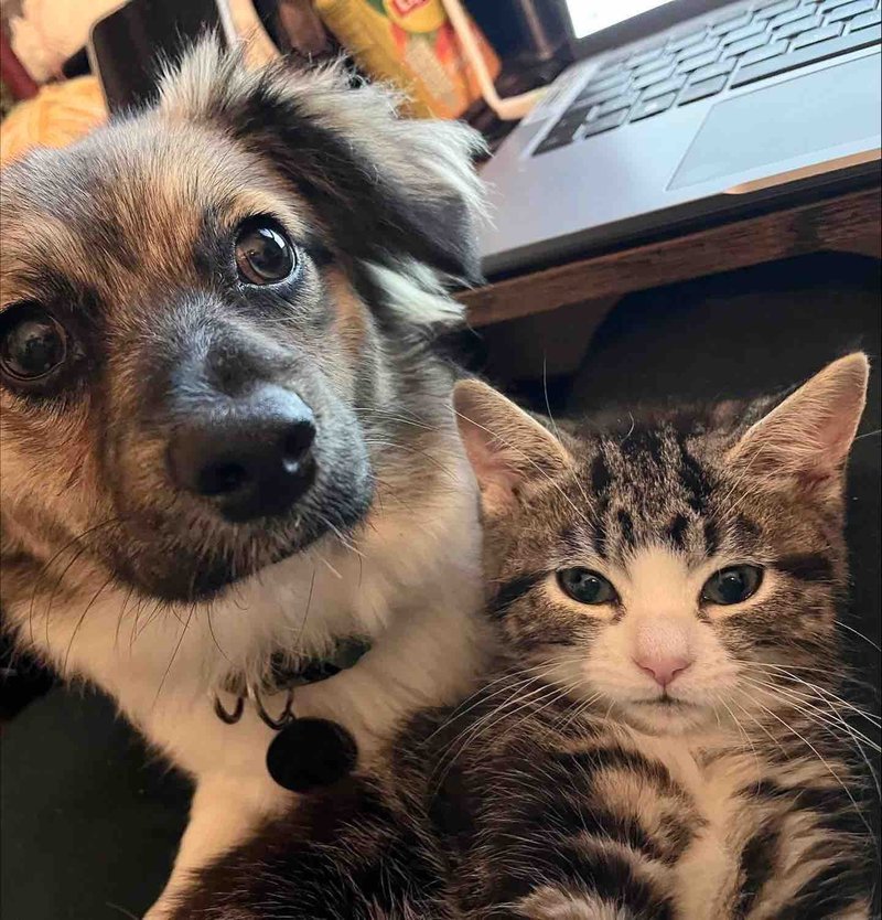 dog kitten friends