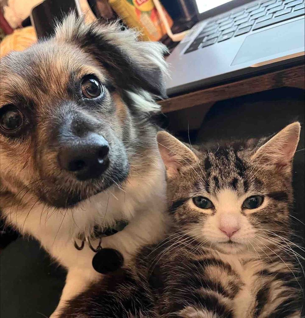 dog kitten friends