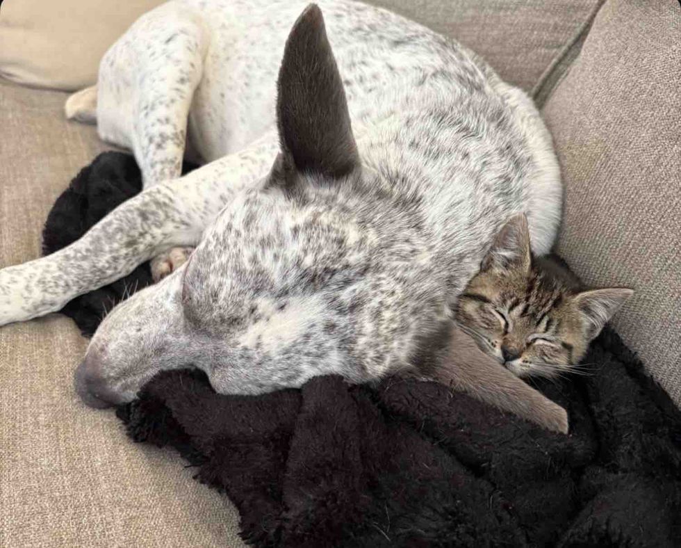 dog snuggles kitten sleeping