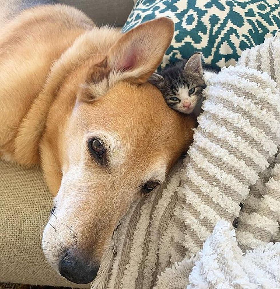 dog snuggles kitten