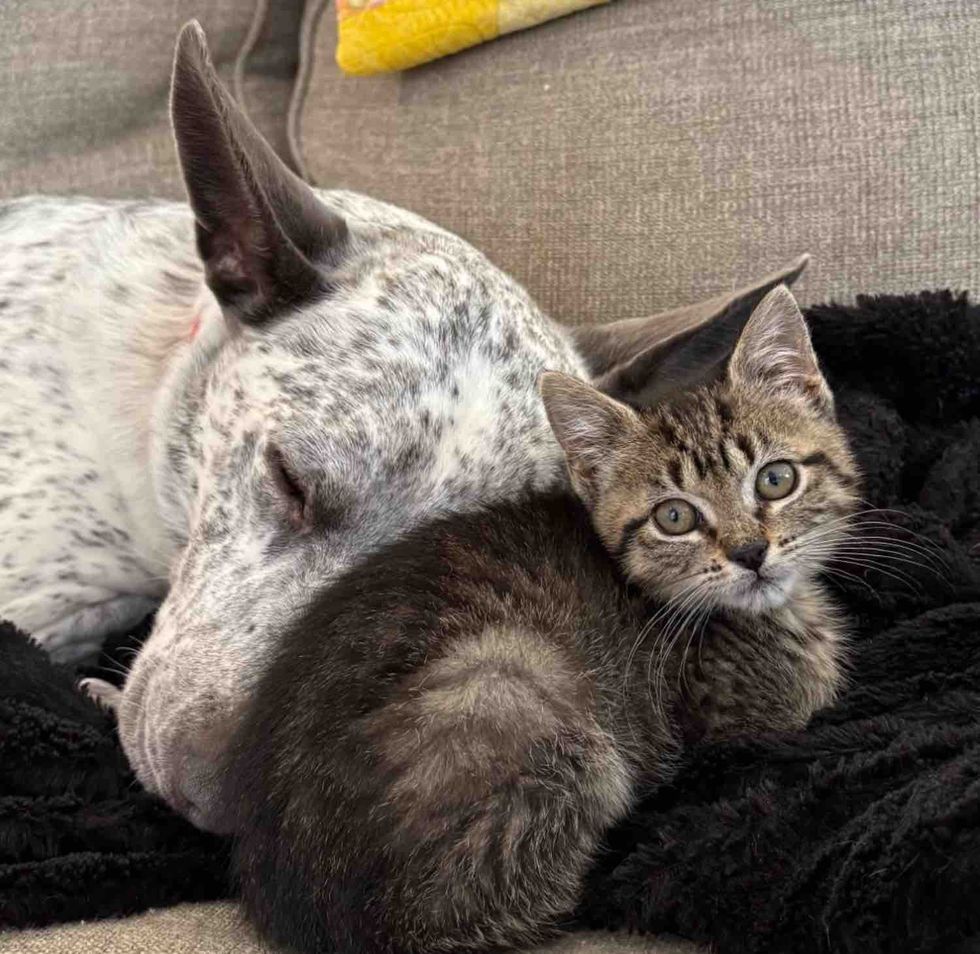 dog snuggles tabby kitten