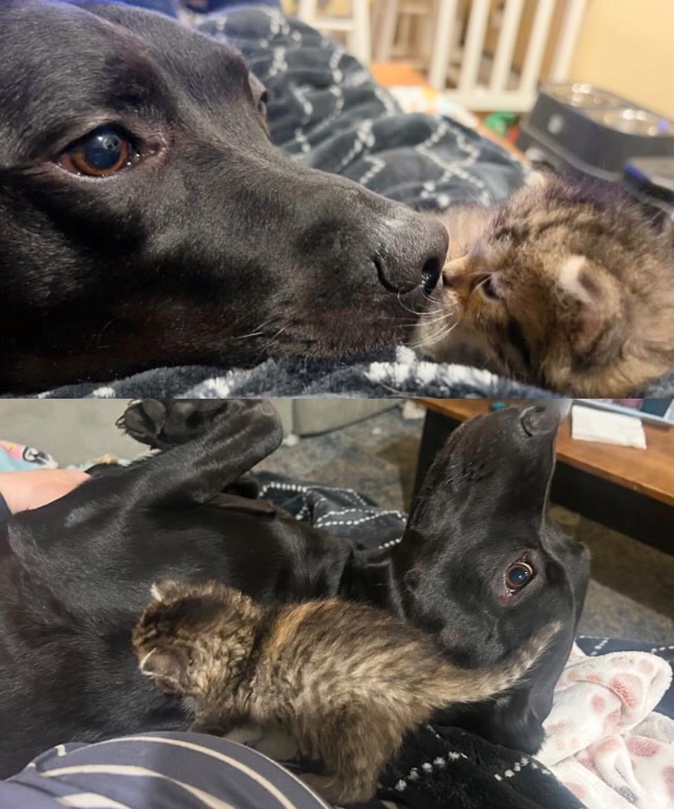dog tabby kitten friends