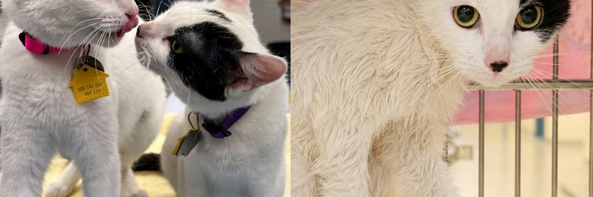 Two Kittens Thrown From a Moving Truck Soaked in Bleach Held On to Each Other Until Help Arrived