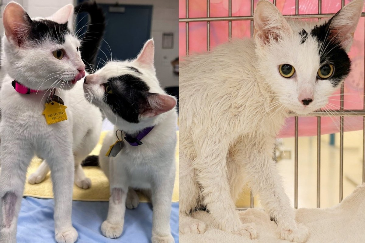 Two Kittens Thrown From a Moving Truck Soaked in Bleach Held On to Each Other Until Help Arrived