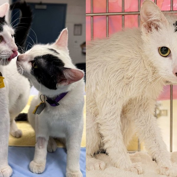 Two Kittens Thrown From a Moving Truck Soaked in Bleach Held On to Each Other Until Help Arrived