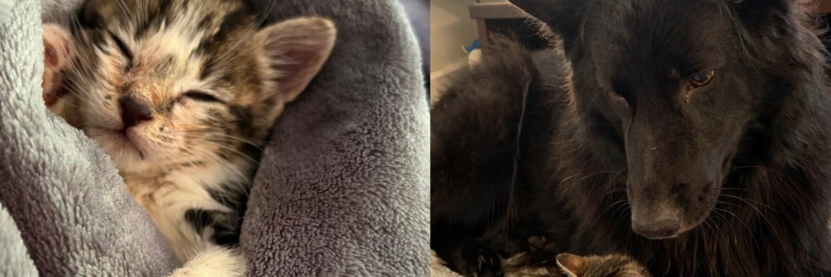 Kitten Found Abandoned in a Cardboard Box Now Spends Her Days Bossing Around a Dog Many Times Her Size