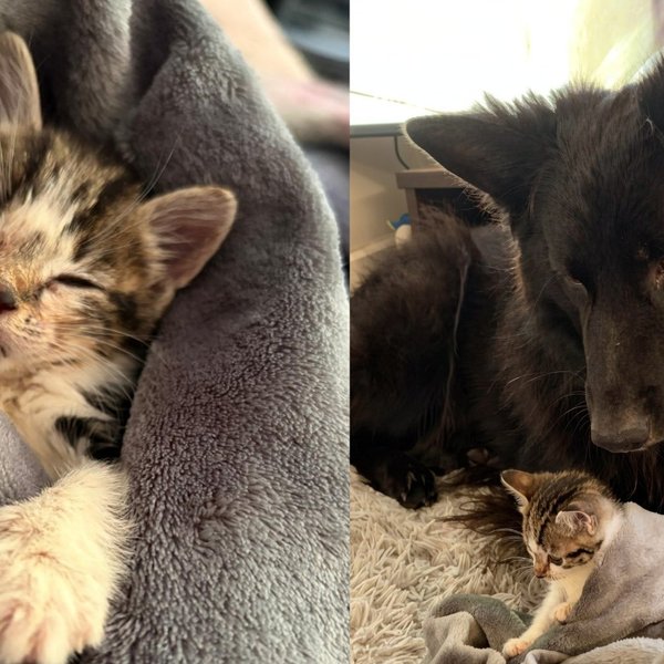 Kitten Found Abandoned in a Cardboard Box Now Spends Her Days Bossing Around a Dog Many Times Her Size