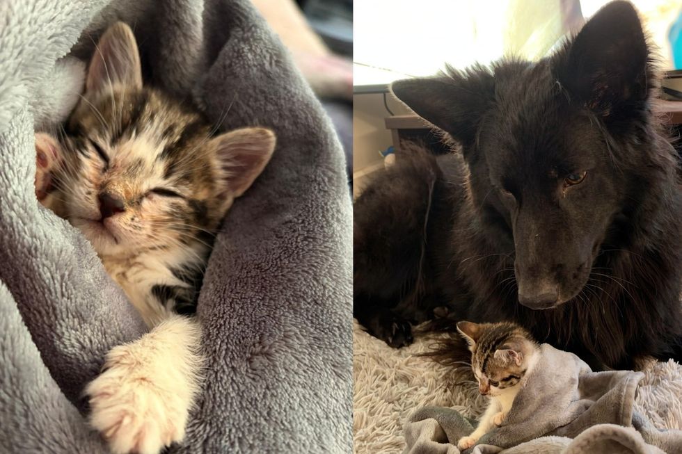 【Love Meow头条】Kitten Found Abandoned in a Cardboard Box Now Spends Her Days Bossing Around a Dog Many Times Her Size