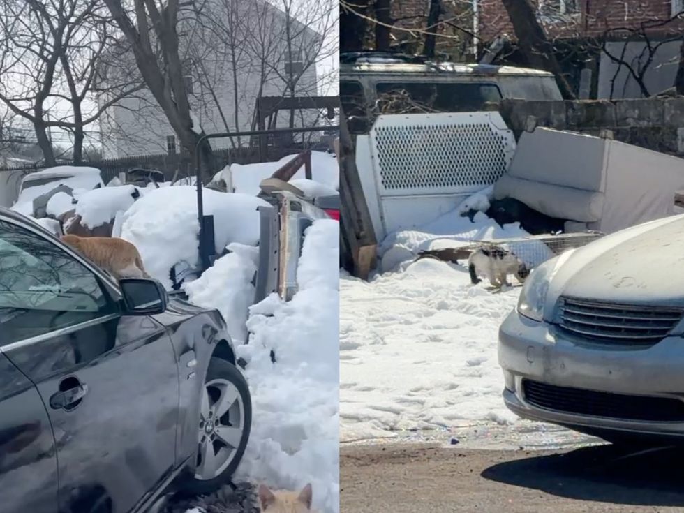 Dual photo of auto shop conditions, cats in snow among debris