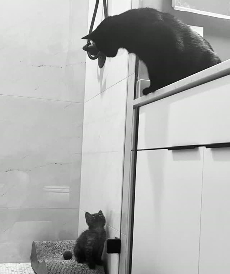 dult black cat and small kitten interacting together near a kitchen cabinet.