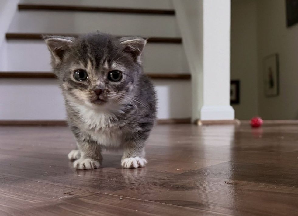 Dwarf kitten standing on wood floor, red ball behind her