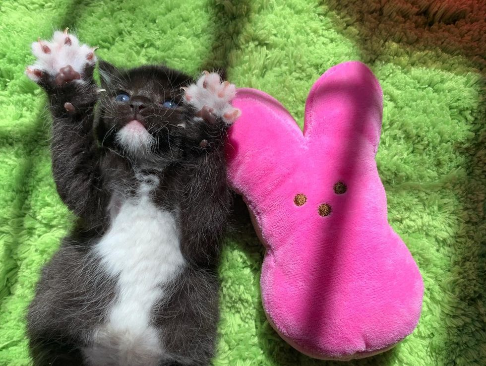 easter bunny, tuxedo kitten, paws, mittens