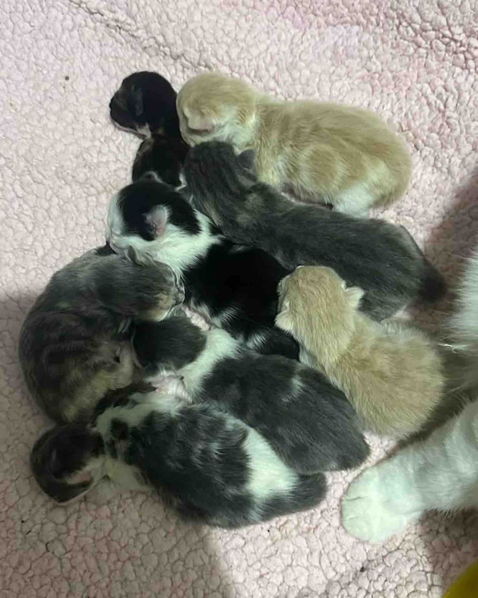 eight newborn kittens pile