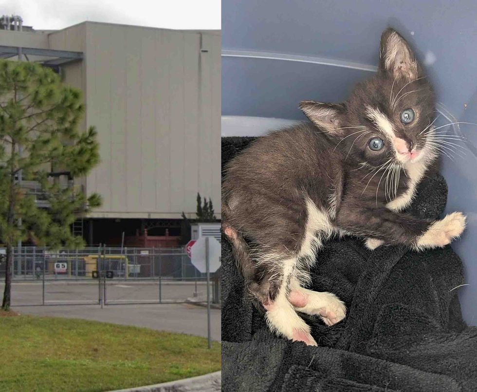 electronic gate and photo of kitten after being saved
