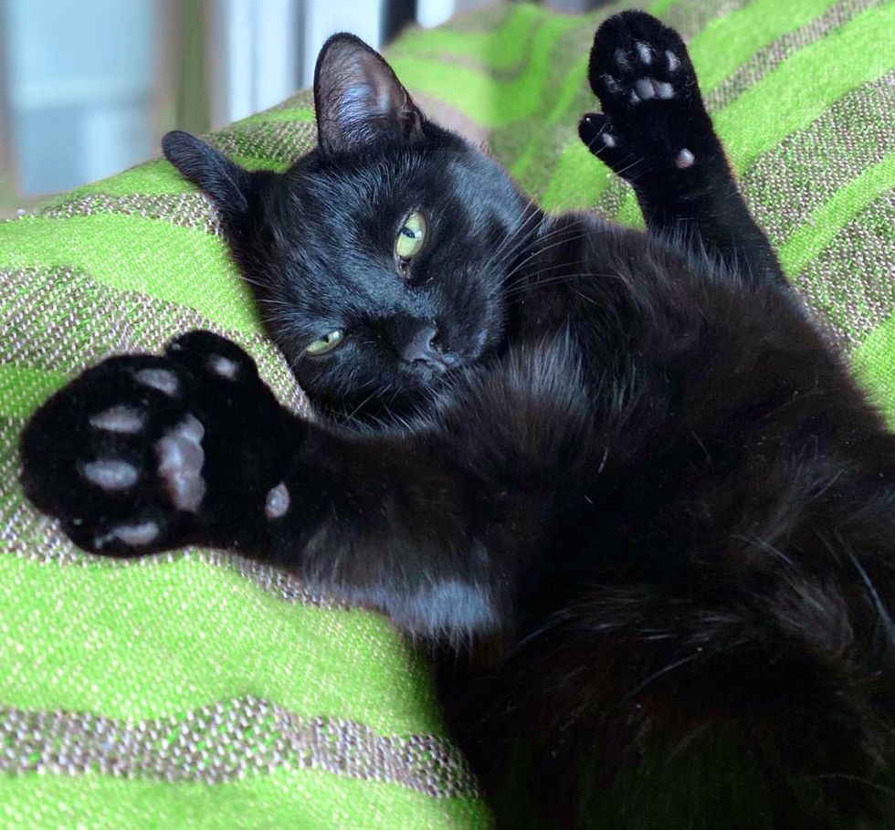 extra toes house panther cat