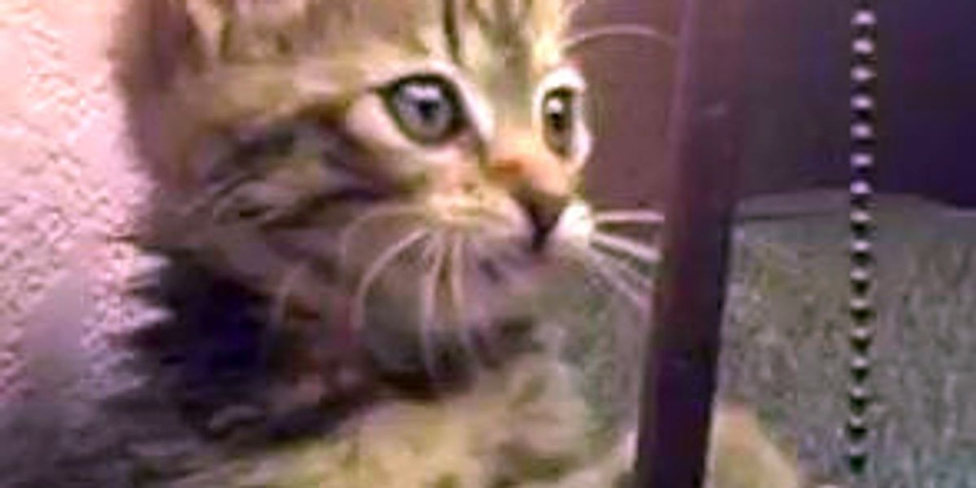 Kitten Plays Tetherball with Lamp Chain Love Meow