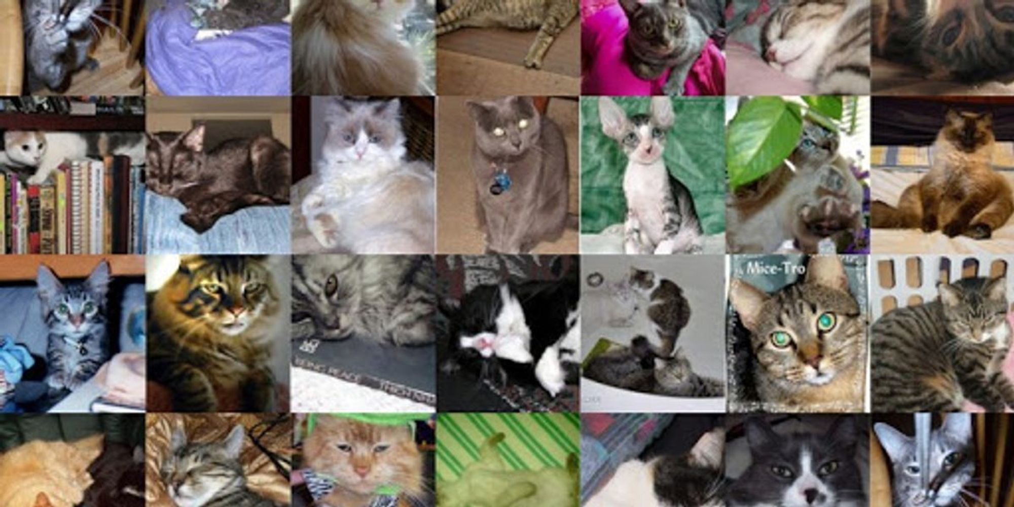 March Cat of the Month Entries - Love Meow