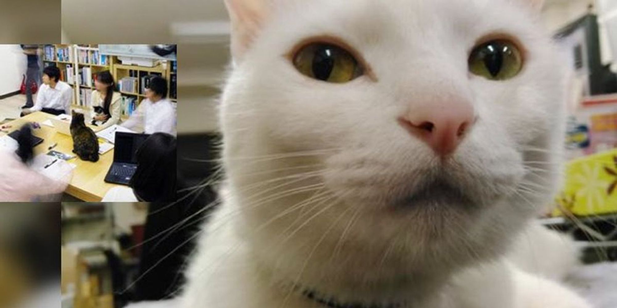 Company Adopts Rescue Cats to Help Employees Unwind and Improve