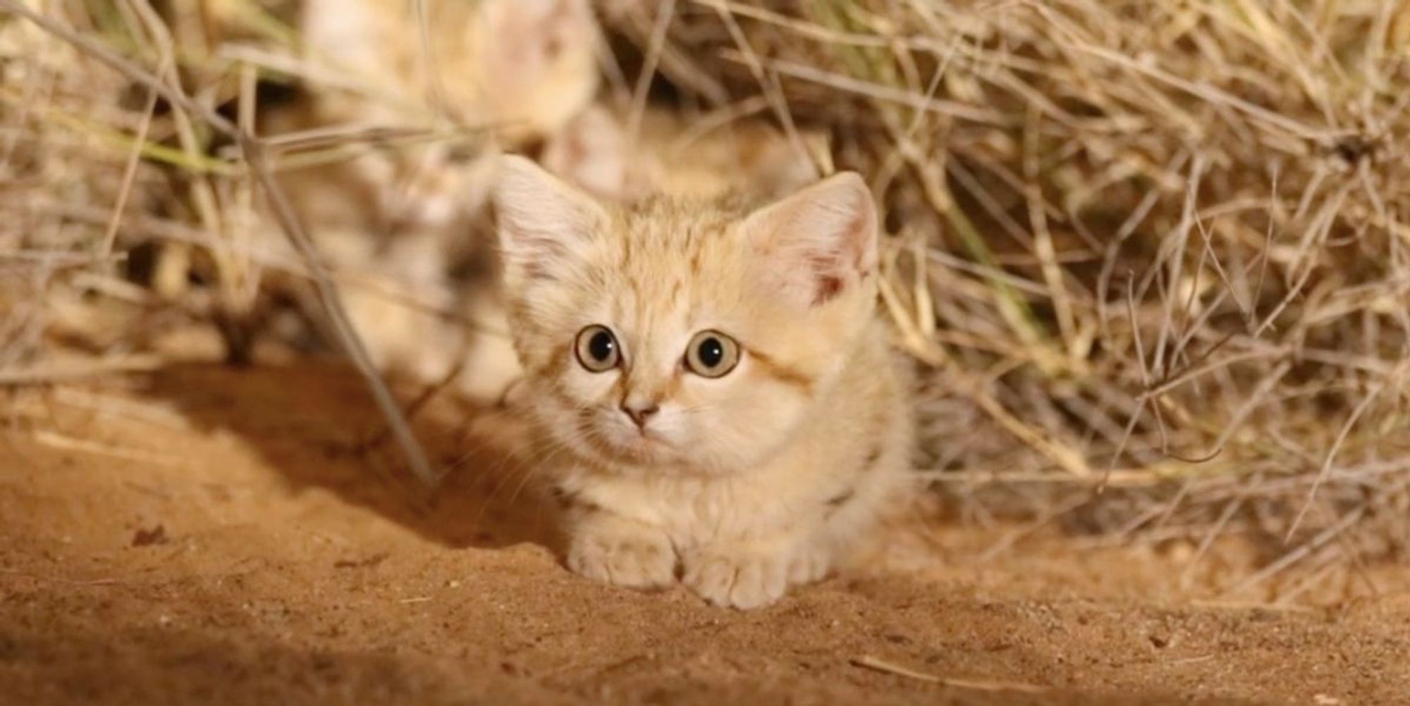 Sand Cat Kittens Spotted in the Wild for First Time and Captured on