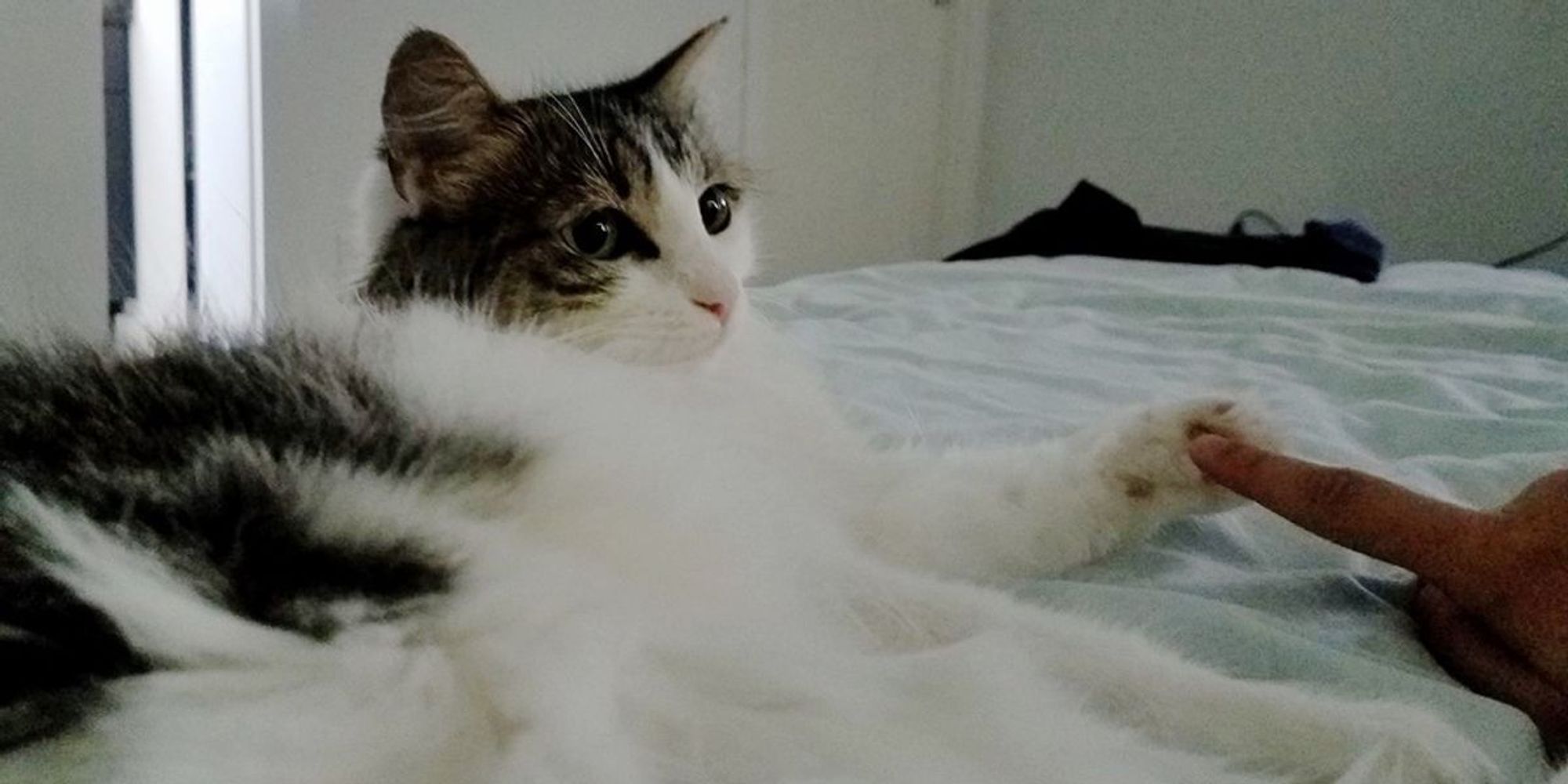 Cat Shows Up in Yard with Loudest Cries and Insists in Finding Safe