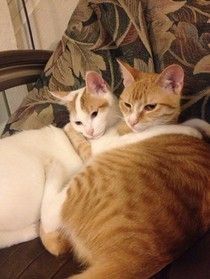 PurpleCatLover