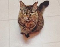 theodora_thecat