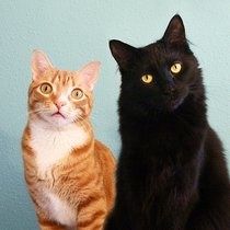 Cole and Marmalade