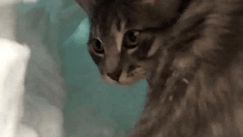 cat boots makes igloo with snow pile