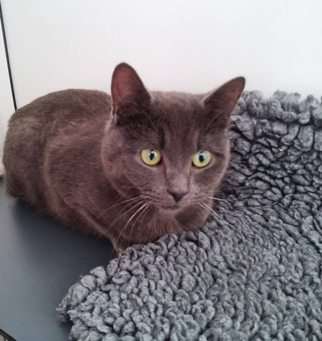 Difference a Loving Home Makes to a Shelter Cat