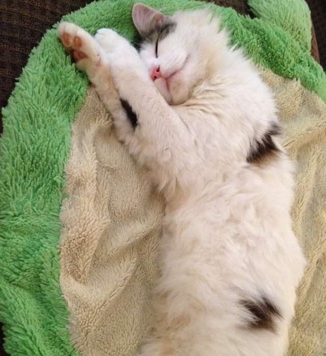 stray cat became kids babysitter and best friend