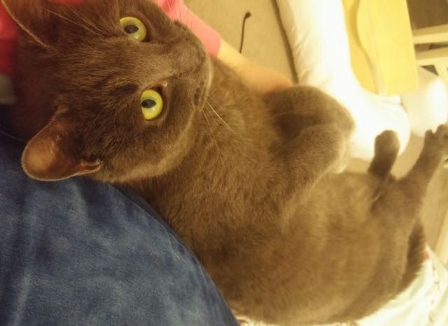 Difference a Loving Home Makes to a Shelter Cat