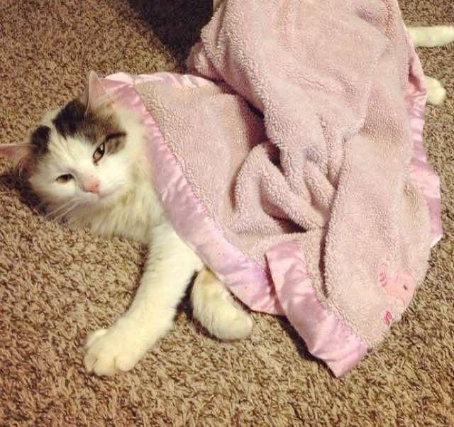 stray cat became kids babysitter and best friend