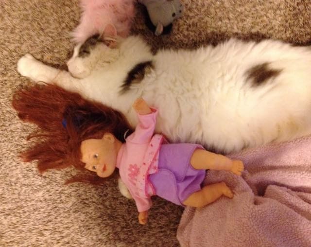 stray cat became kids babysitter and best friend