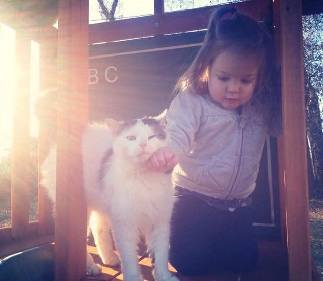 stray cat became kids babysitter and best friend