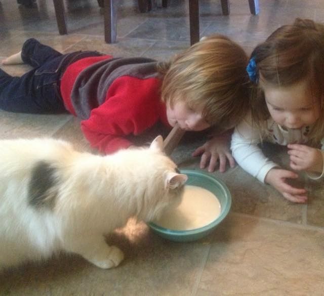stray cat became kids babysitter and best friend