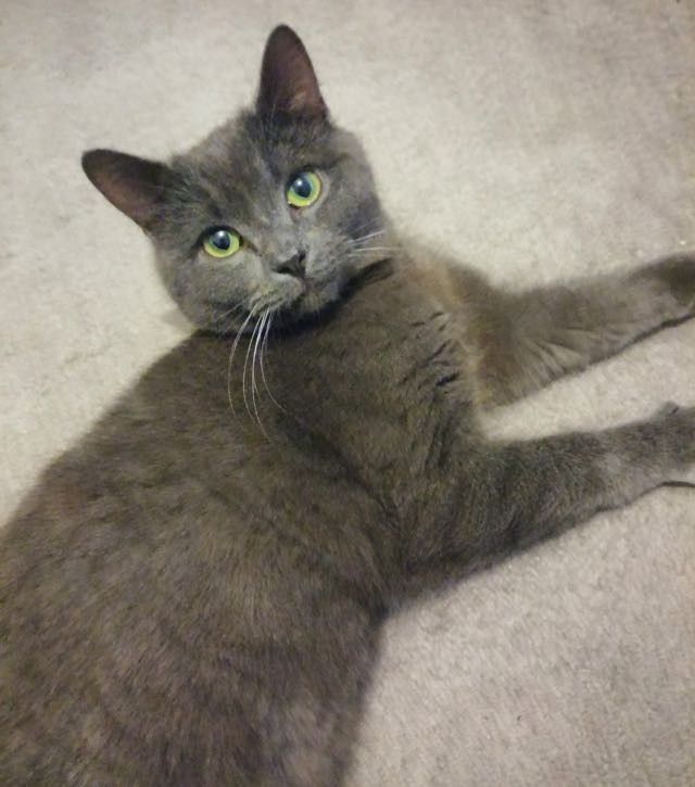 Difference a Loving Home Makes to a Shelter Cat
