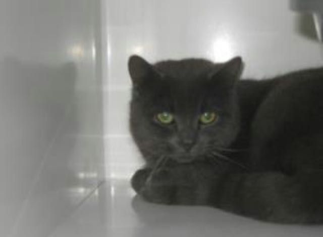 1 - The photo that the cat rescue took of him He was really shy and scared